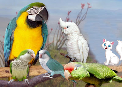white-cat-and-wise-birds