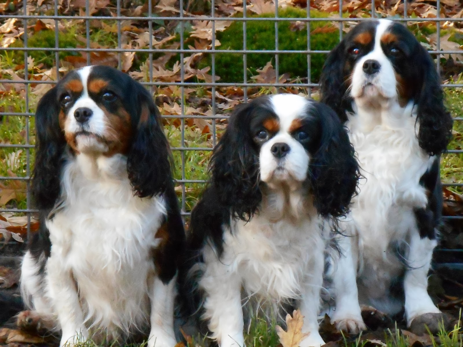 photo chien cavalier king charles adulte