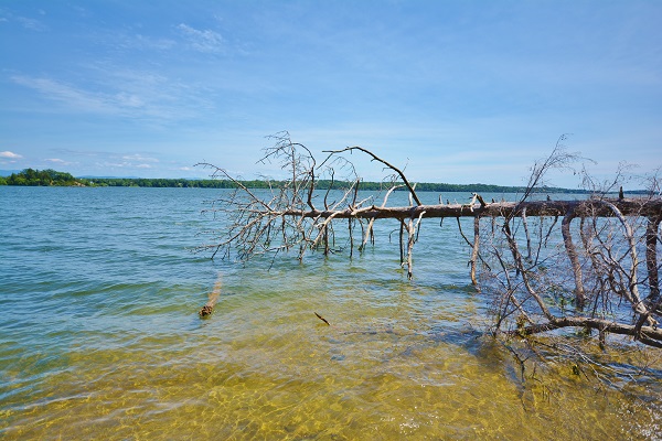 Life With 4 Boys: 5 Things to Do at Button Bay State Park #Travel ...