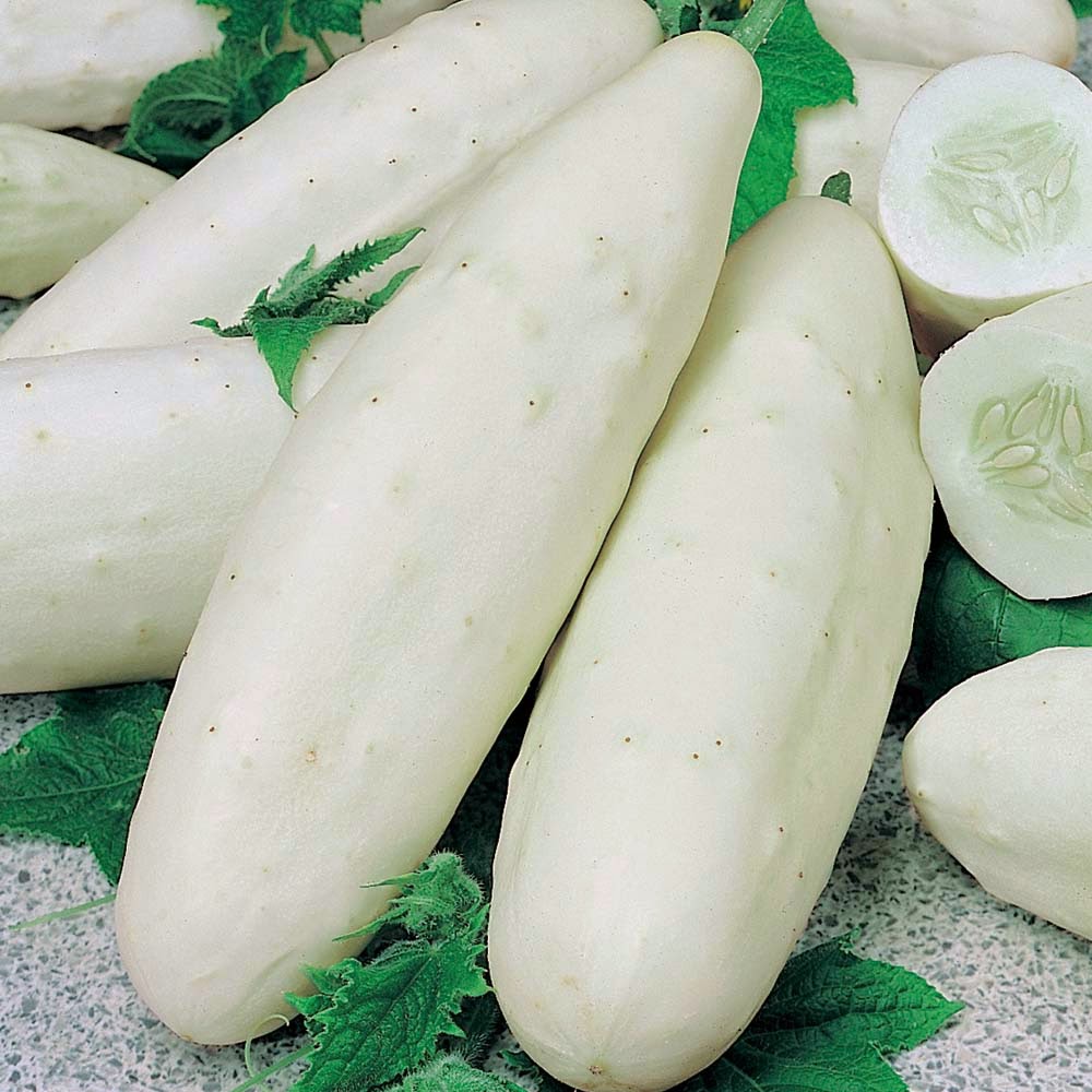 CUCUMBER 'Long White' SEEDS The Garden of Eaden