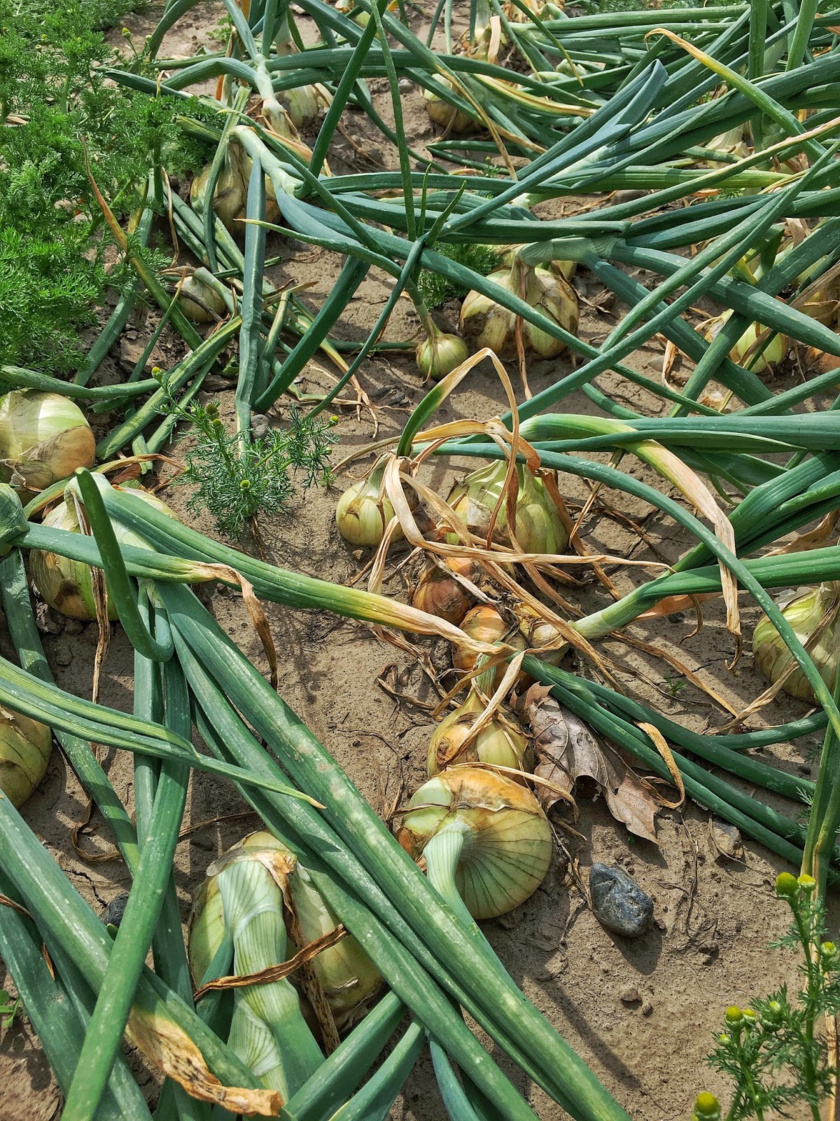 WALLA WALLA DAILY PHOTO As Seen By Susan ONION HARVEST HAS BEGUN
