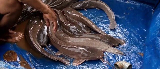Cara Mudah Budidaya Ikan Lele untuk Pemula Pakan Alami Cepat Besar