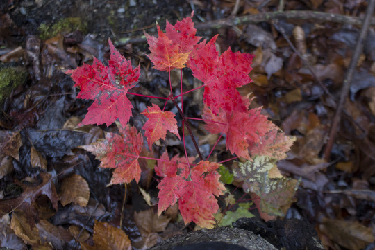 Fall colors provided by a maple tree in the Great Smoky Mountains