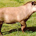 Banco de imagens - animais do pantanal
