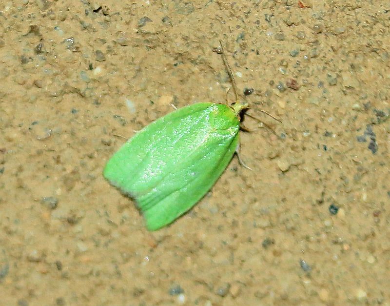 Grüner Eichenwickler