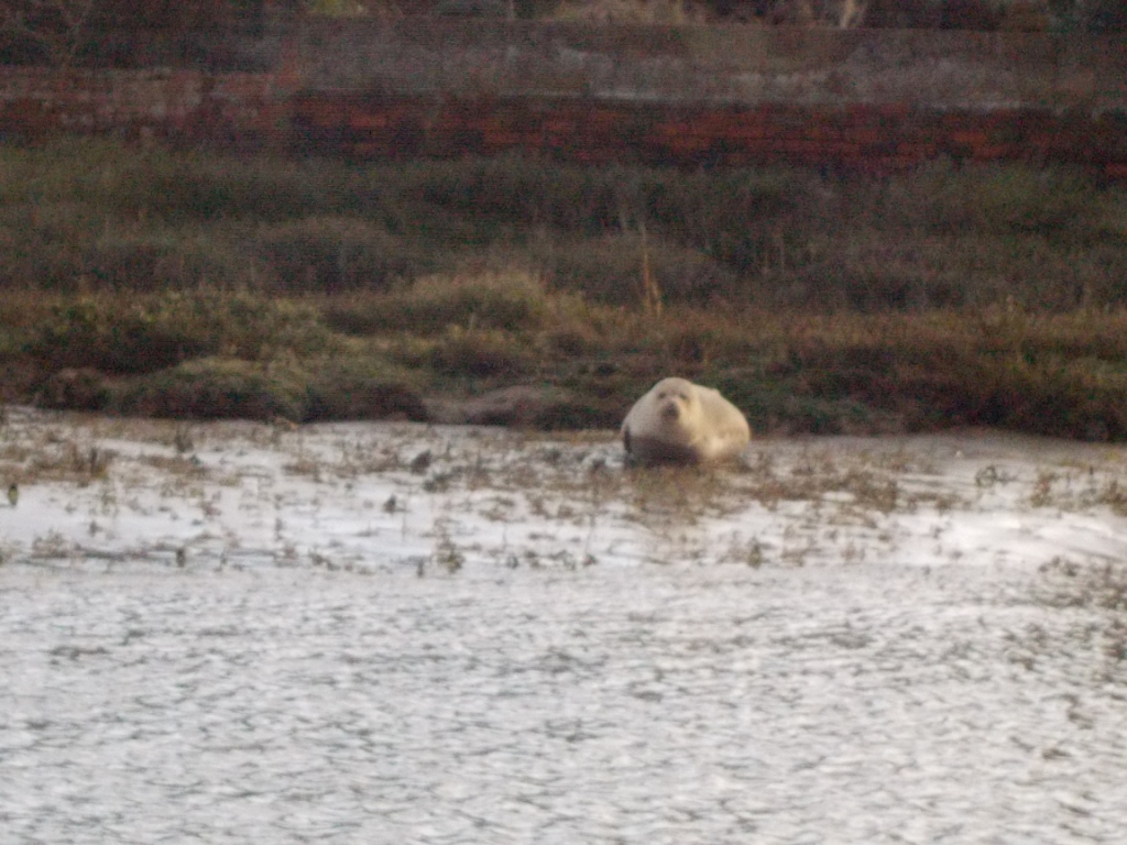 Sussex Marine Wildlife Jottings Juvenile seal in River Adur, Shoreham