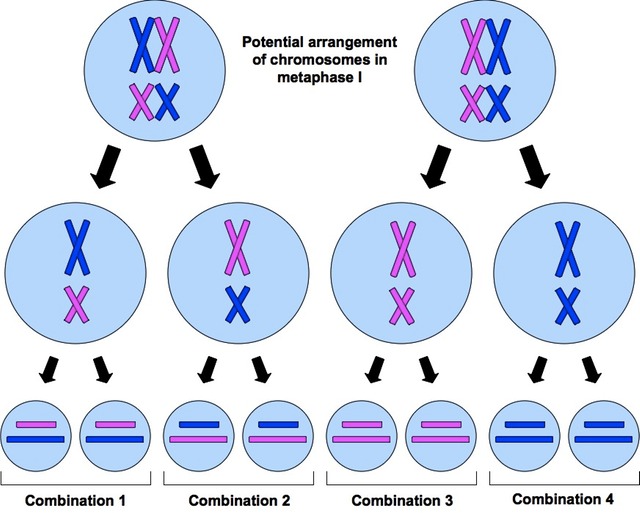 riberabilingual Cells_ESO year 4