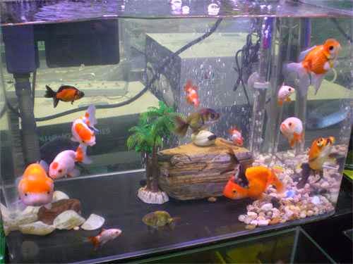 Fresh Water Aquariums A List Of Aquarium Accessory