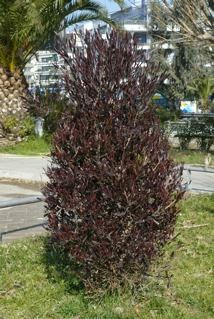 Dodonaea viscosa Purpurea Δωδωναία