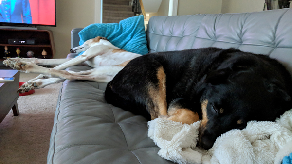 image of Dudley the Greyhound and Zelda the Black and Tan Mutt lying next to each other on the couch, napping, taking up the entire thing