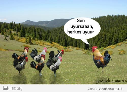 Durmabak) Mayıs 2012