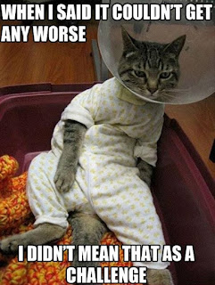 Cat Memes Photos Cat Memes Photos