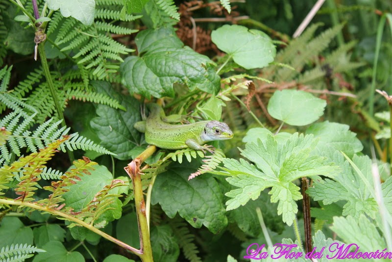 Fauna del camino al puente de Holtzarte