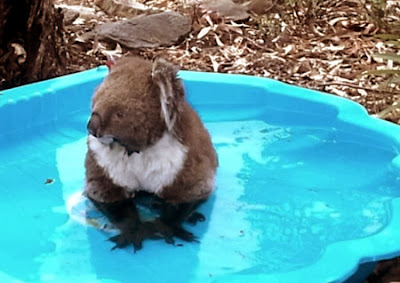 Koala seeking refuge during Australian heatwave