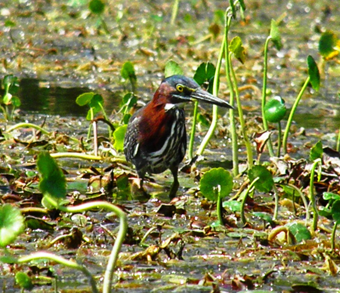 Views From Our Kayak Salt Springs Run