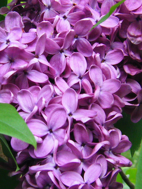 Magpie Les Lilas et Les Roses...