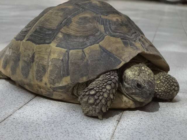 Photography Blog: World's Biggest Reptiles