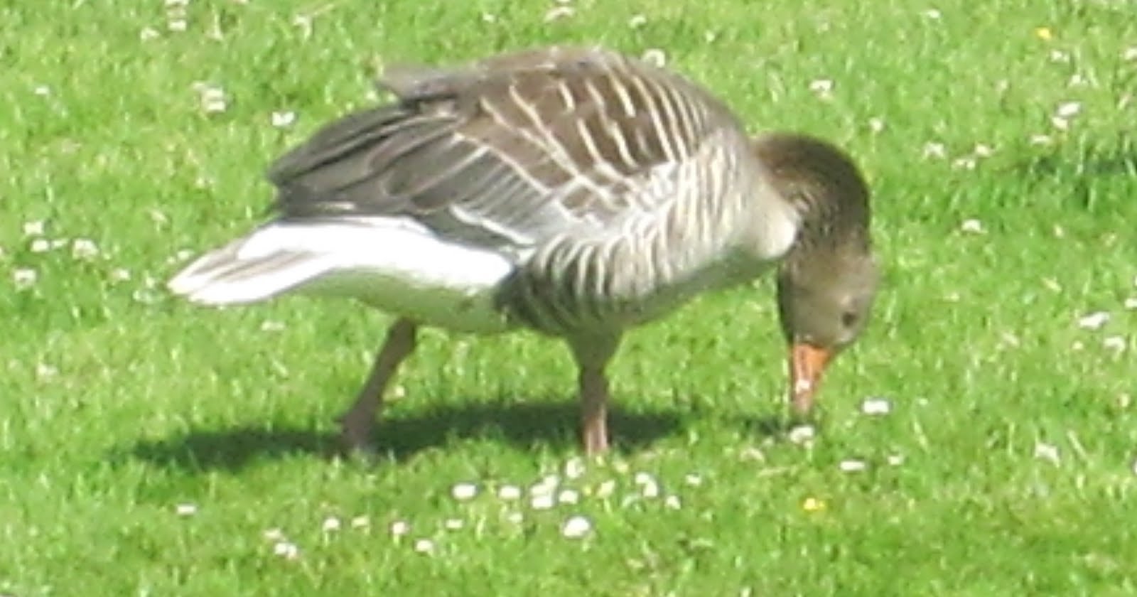 Cannundrums Greylag Goose