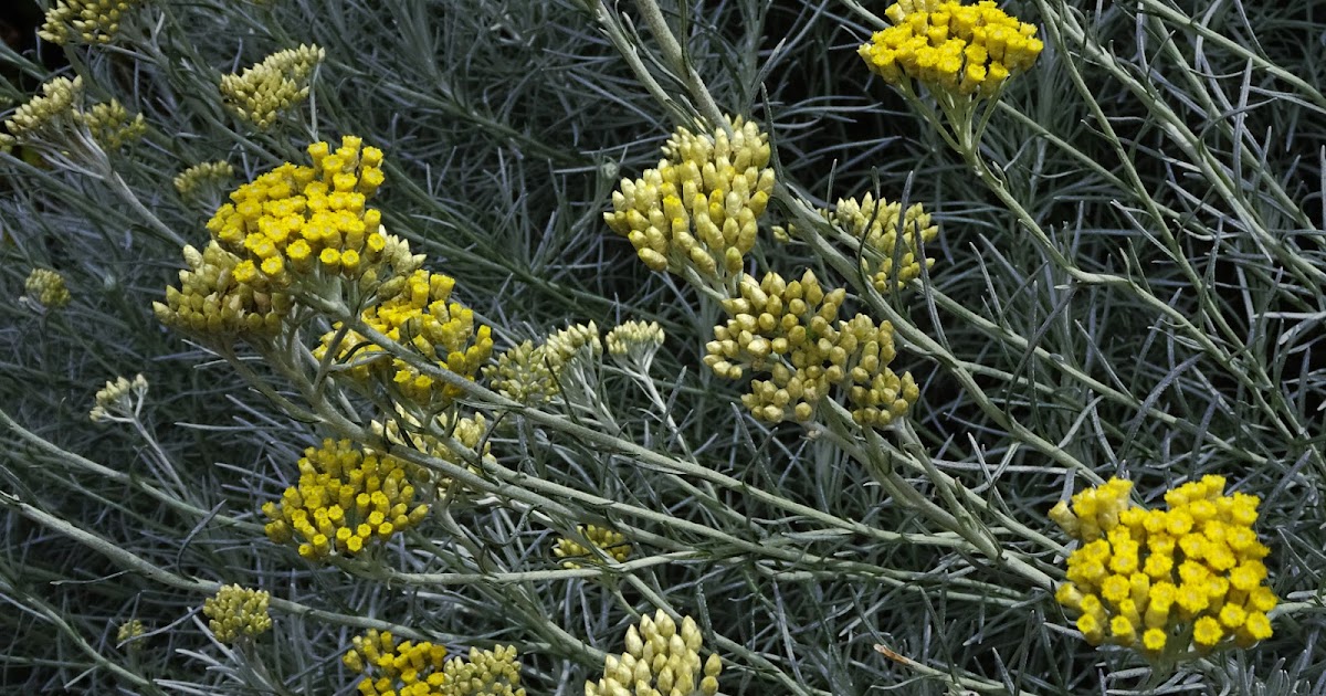 Intelliblog ALL ABOUT THE CURRY PLANT