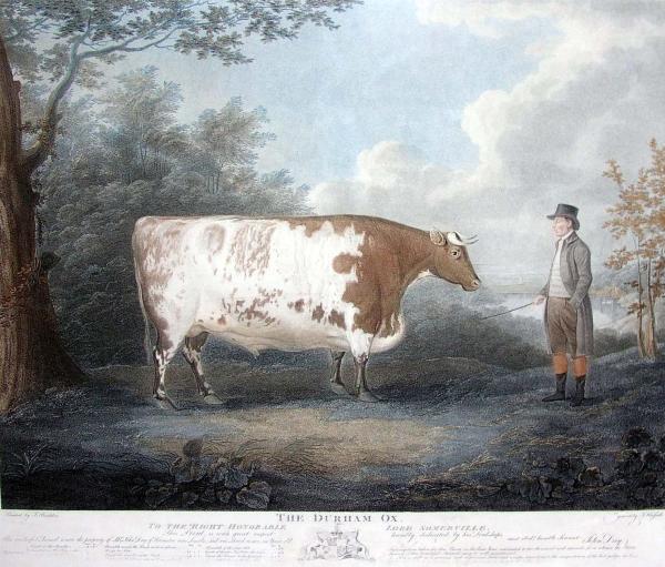 The Durham Ox