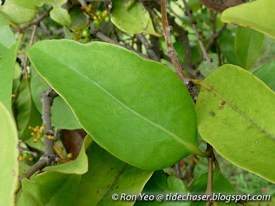 Common Chinese Mistletoe (Macrosolen cochincinensis)