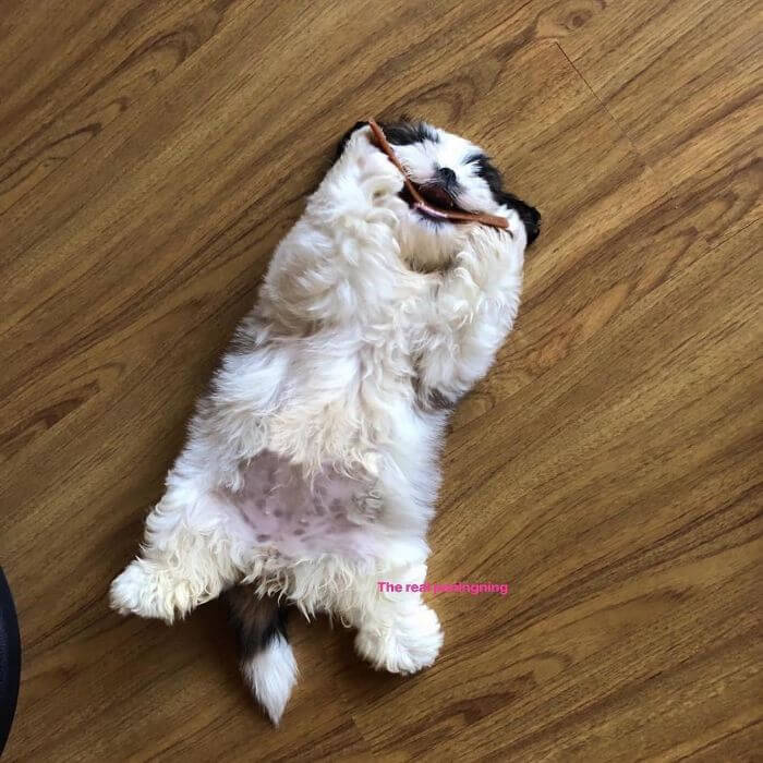 30 Hilariously Adorably Pictures Of Puppy Sleeping As If She Was 'Turned Off' 30 Hilariously Adorably Pictures Of Puppy Sleeping As If She Was 'Turned Off'