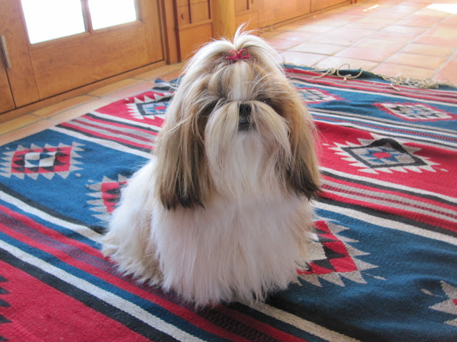 Significado do comportamento do shih tzu