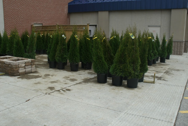 More Thuja occidentalis smaragd Emerald cedars in containers by garden muses: a Toronto gardening blog 