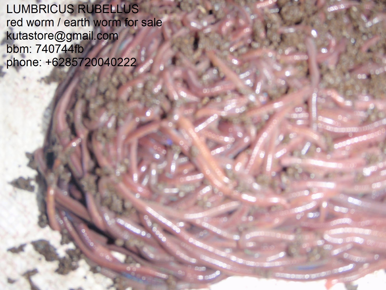 wormtanah is selling LUMBRICUS RUBELLUS, EISENIA FETIDA, PERIONYX