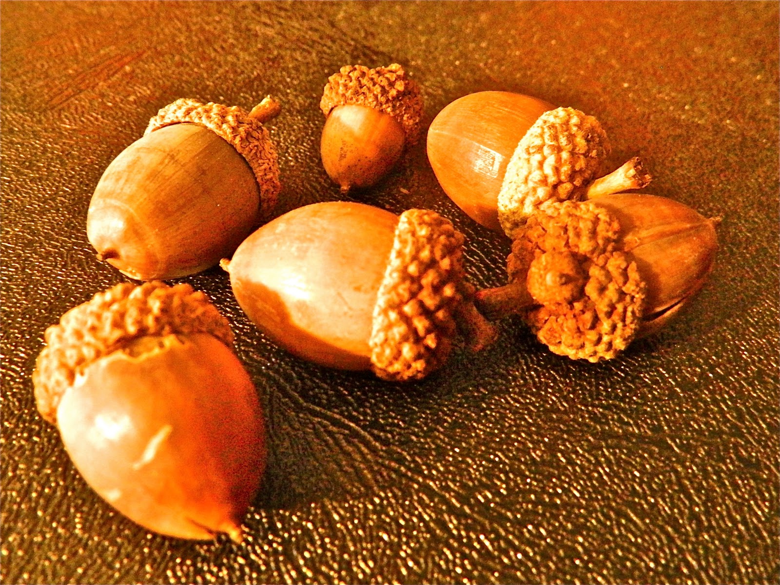 GrowingPhasesFarm Gathering Acorns to Eat