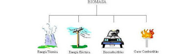 La biomassa