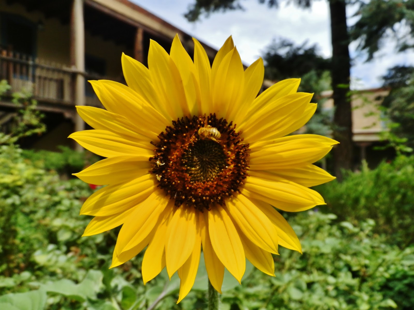Brian's Daily Ramblings & Artistic Endeavors: Santa Fe Flora