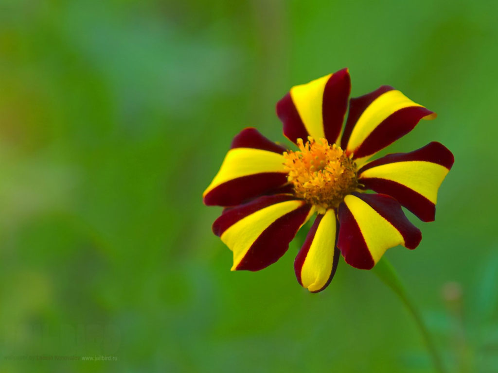 nature-wallpaper-high-resolution