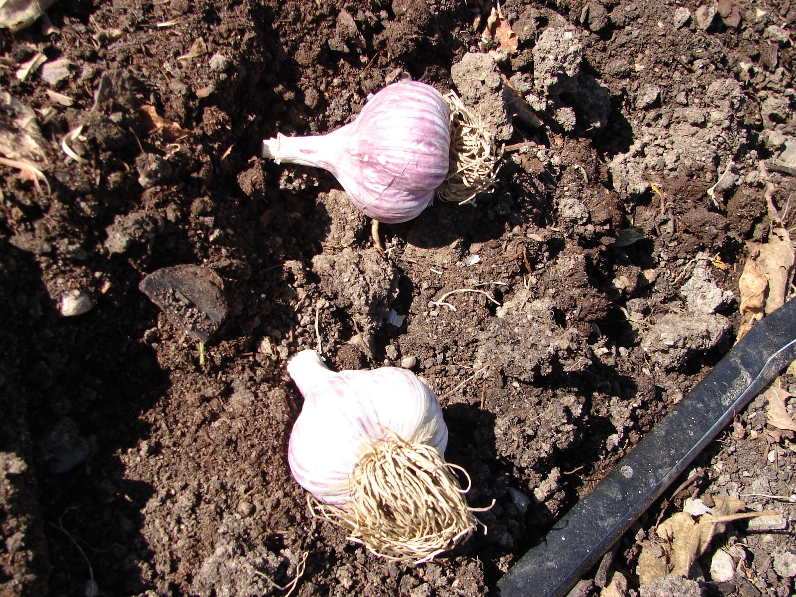 Planting garlic in utah