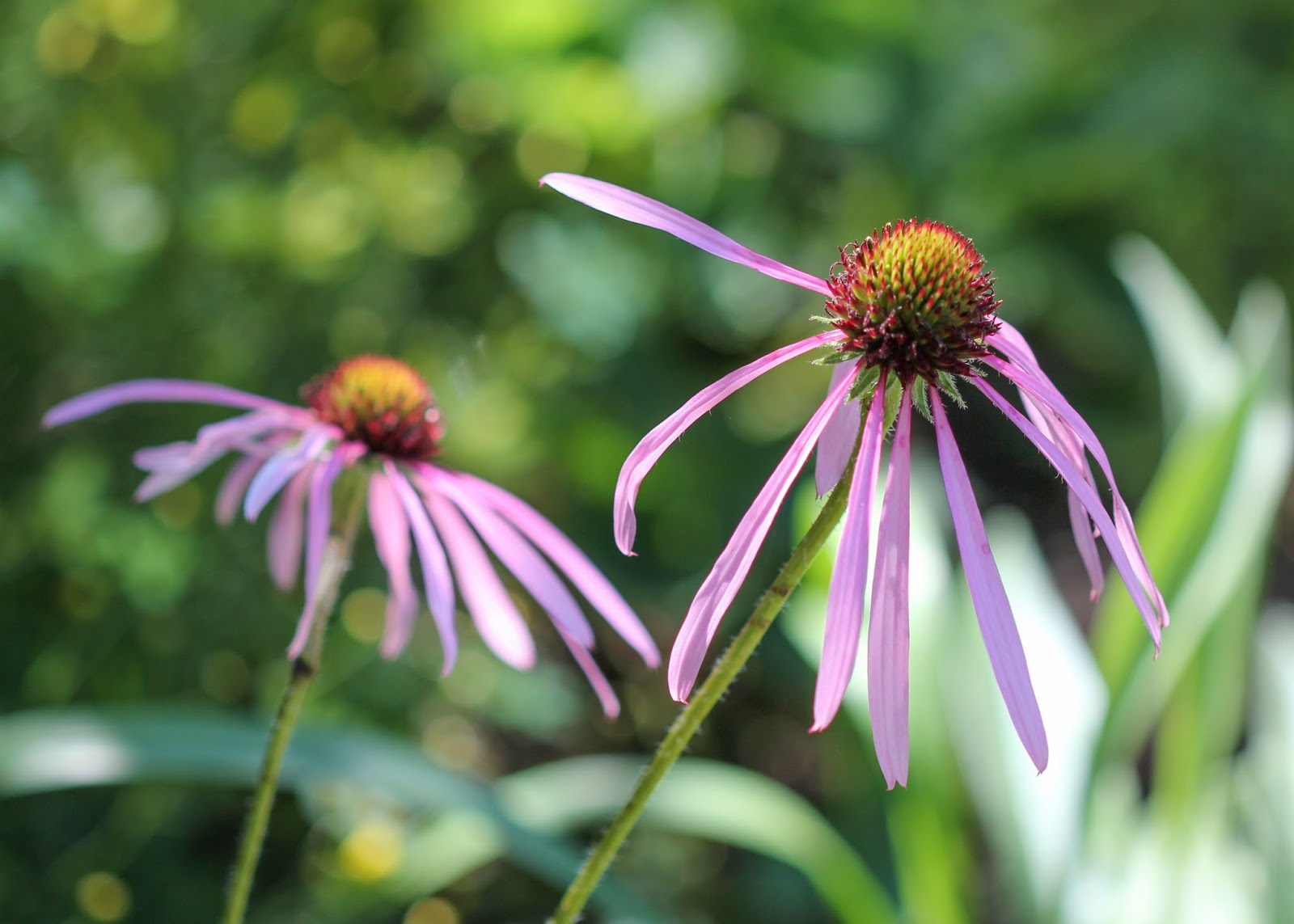 Red House Garden The Pale Purple Coneflower