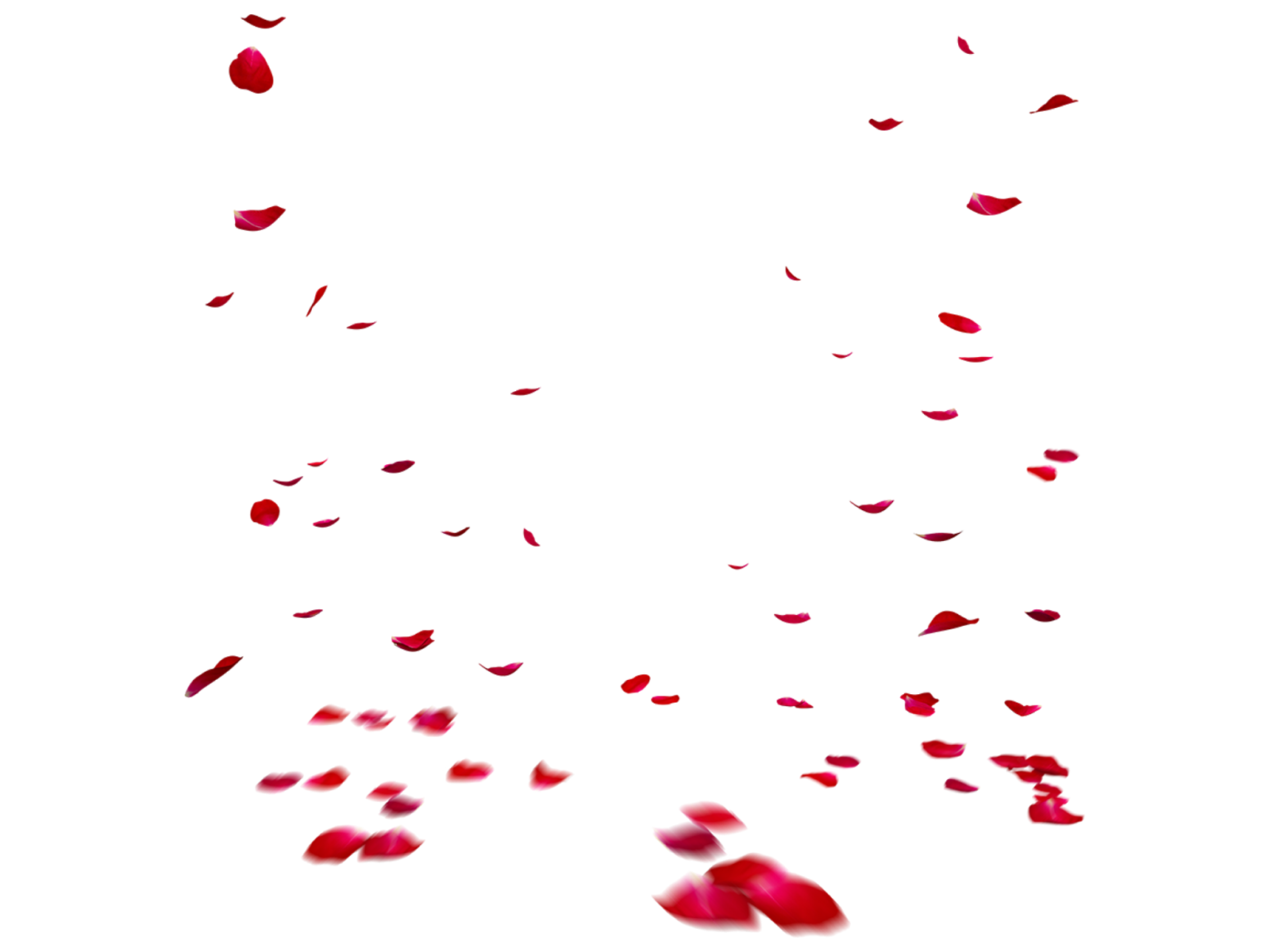 PRINCE EDITX SOME FLOWER'S EFFECT'S PNG...!!