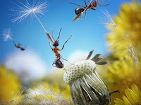 amazing ant photography