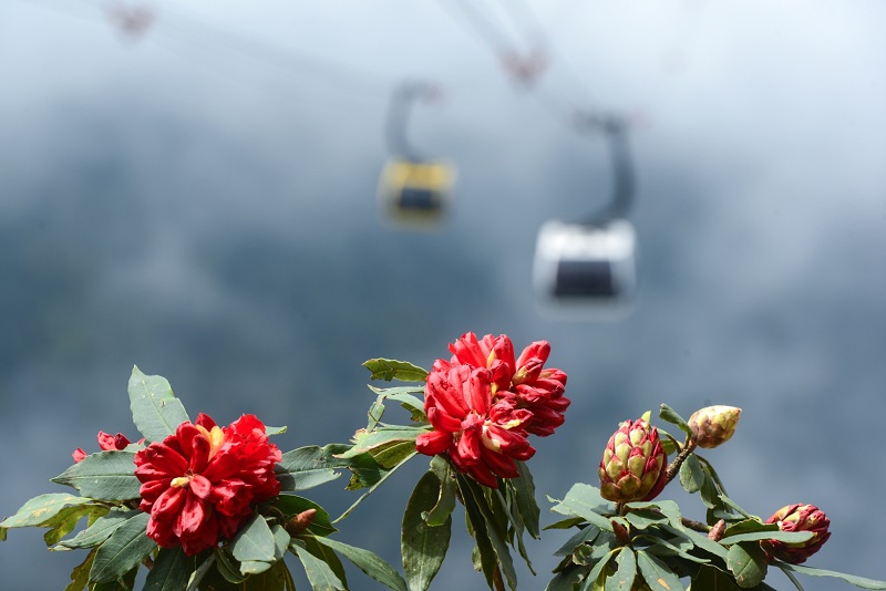 Do Quyen Flower Festival comes to Sapa Vietnam Travel Blog