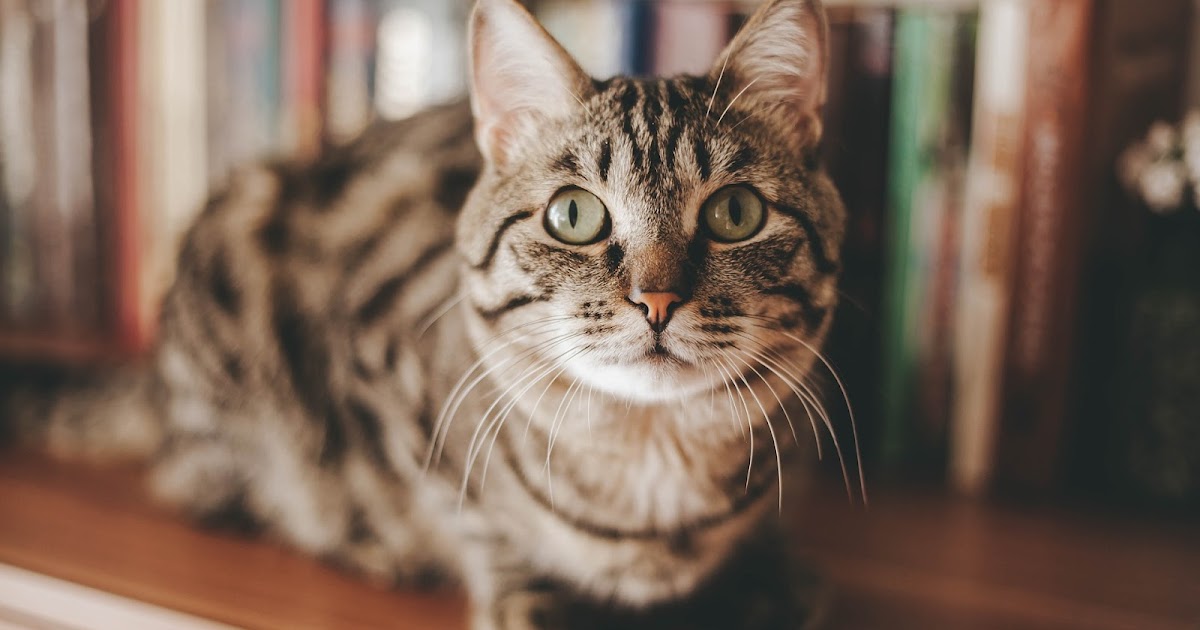 4 Reasons Why Your Cat won't Use The Litter Tray TheRider'sPets