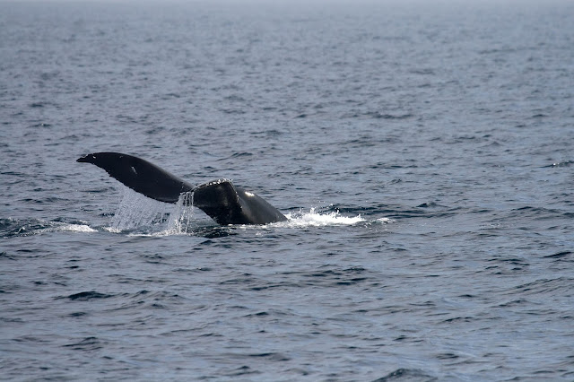 Humpback Whale flukes Humpback Whale flukes