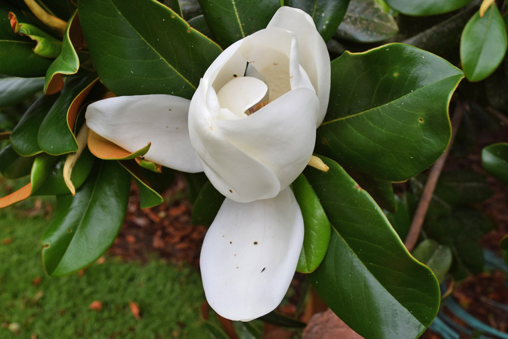 MARIETTE'S BACK TO BASICS {Magnolia Stages}