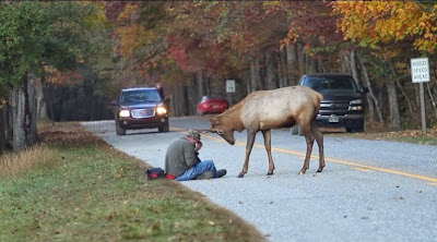 Elk versus photographer Great Smoky Mountains