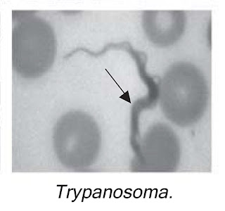 gambar trypanosoma