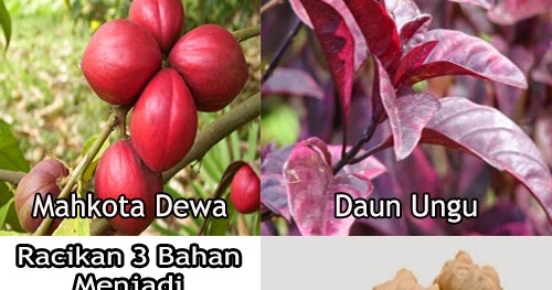 Gambar Wasir Stadium 1 Sampai 4