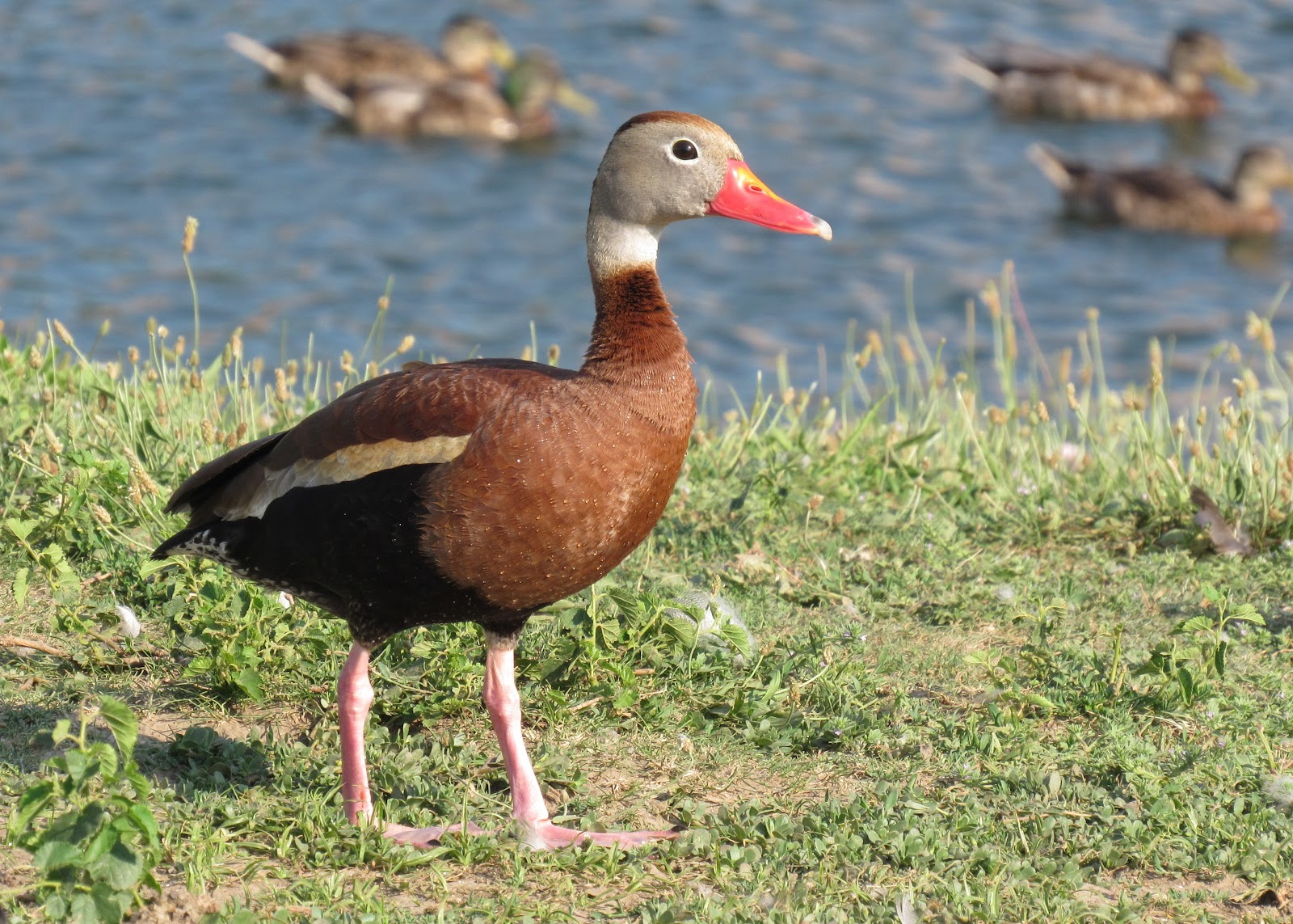 The Wild Land of Lincoln The Great Blackbellied Whistling Duck Search
