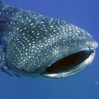 the whale shark is the world's largest fish