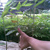 Jual Bibit Bambu Petung Harga Ekonomis