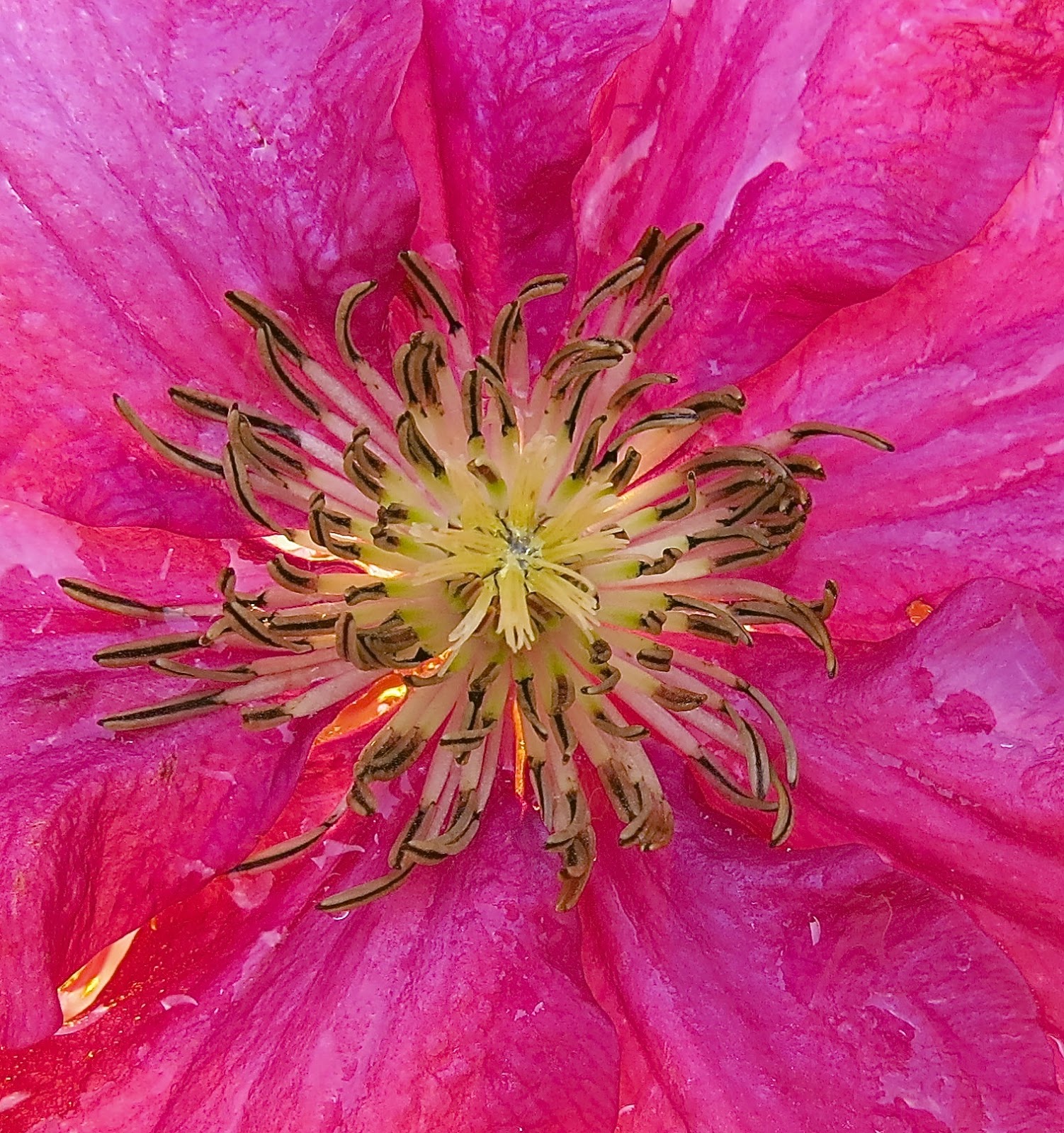 Star Essence Blog Making the Clematis Essence The Message to Make It