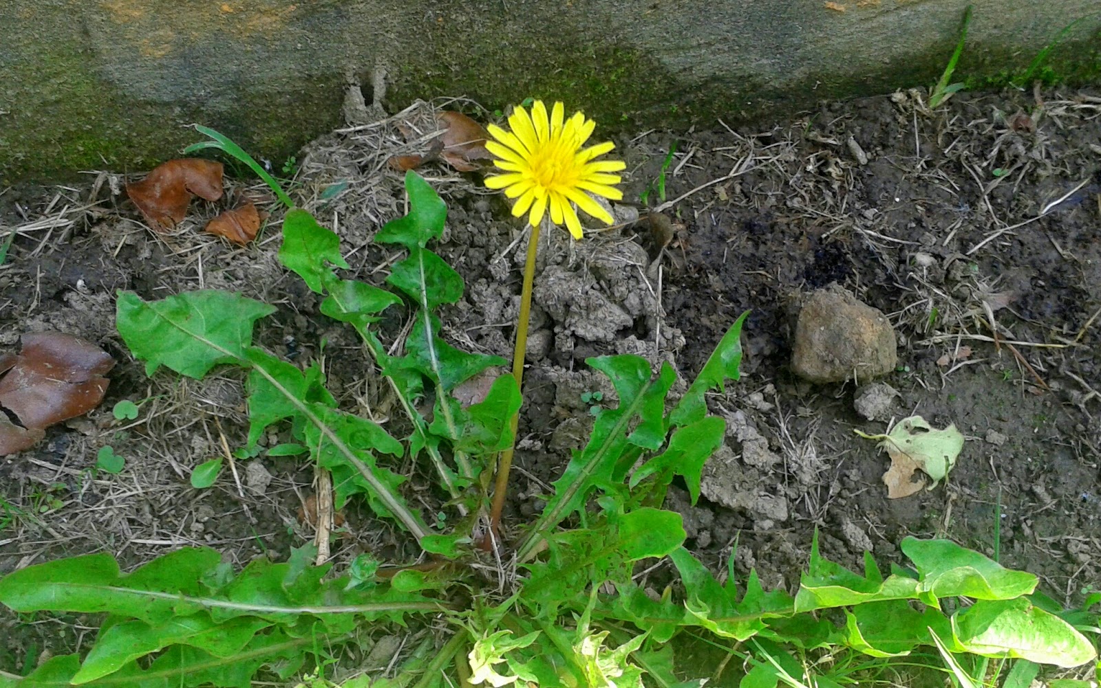 que es la planta de diente de leon que es la planta de diente de leon