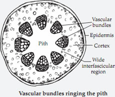 Vascular bundles ringing the pith